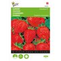 Buzzy ® Aardbeien Sarian F1